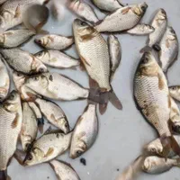 فروش طلای آبی (بچه ماهی کپور)