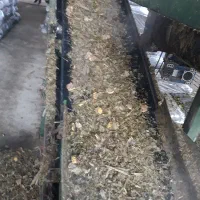 ذرت سیلاژ پر دان