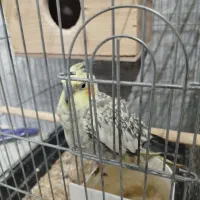 عروس هلندی|پرنده|خرمدره, |دیوار