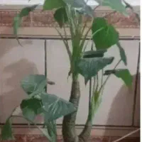 فروش میز تلویزیون، میز اتو، میز کامپیوتر، میزتحریر|کلکسیون و سرگرمی|زابل, |دیوار