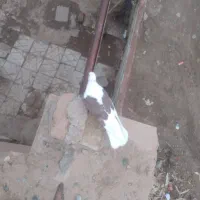 کبوتر پشت|پرنده|نیشابور, ریوند|دیوار