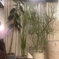 پرده وکتیبه