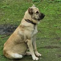 توله های سراب اصیل