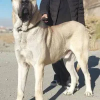 سگ سرابی اصیل *نر *برای کشش رایگان