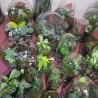 تراریوم بهترین هدیه گلیتا|گل و گیاه طبیعی|مشهد, حسابی جنوبی (شهرک غرب)|دیوار