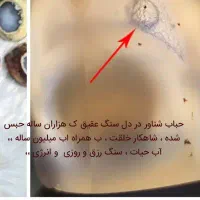 شجر.حباب شناور.کلکسیون.|بدلیجات|تهران, اقدسیه|دیوار