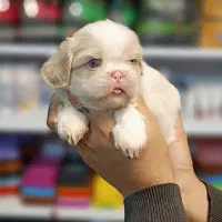 توله سگ خانگی سفید سوپرفلت اصیل