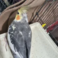 عروس هلندی سخنگو|پرنده|ماهدشت, |دیوار