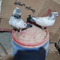 دوتا ماده با یک نفر کله دم سیاه فروشی|پرنده|شاهرود, |دیوار