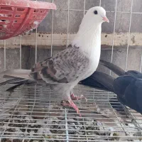 کفتر کلسفید|پرنده|قم, چهار مردان|دیوار