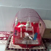 عروس هلندی جفت