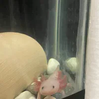 چنگیز|ماهی|یزد, |دیوار