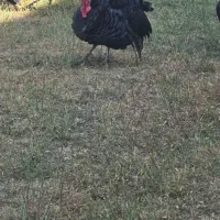 فروش بوقلمون و مرغ هر کدام ۱۰۰ عدد، تکی فروش داریم|حیوانات مزرعه|میاندوآب, |دیوار