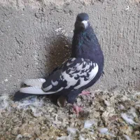 کبوتربشرط پرشت