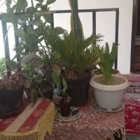 انواع گل|گل و گیاه طبیعی|خرمدره, |دیوار