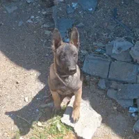 واگذاری سگ مالینیوز نگهبان