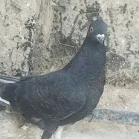 مفلق سیاه تهرونی