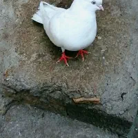 کبوتر سفید و سَبز کاکُلی (نوک کوتاه)|پرنده|تهران, بوستان سرخه حصار|دیوار