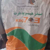 فروش فوری چندکیلو  بذر ذرت ۷۰۳