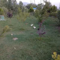چهارعددمرغ چینی