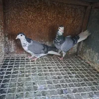کبوتر گلین|پرنده|اصفهان, کارلادان|دیوار