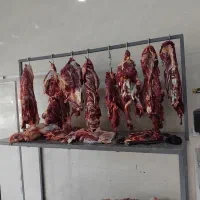 فروش گوساله بره بزعاله