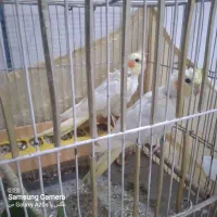 سرلاکی پاریس|پرنده|کارون, |دیوار