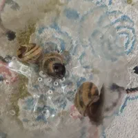 حلزون|خزنده|بیرجند, |دیوار