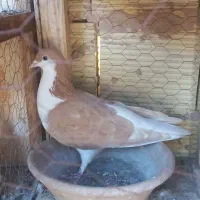 ماده درجه ۱