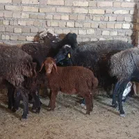 گوسفند.میش شیشک جوان آبستن و بره دار