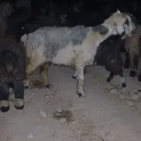میش