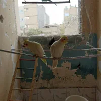 یک جفت عروس هلندی