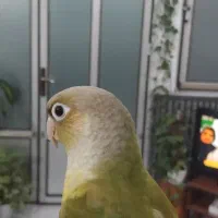 گرینچیک فول رام