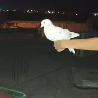 به خاطر اینکه خیلی زیادن