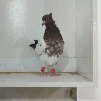 هفت رنگ جوجه نر
