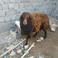 قوچ با وزن 80کیلو