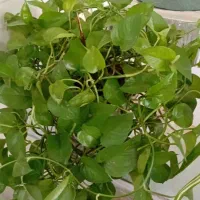 گل اپارتمانی