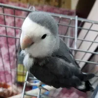 پرنده برزیلی