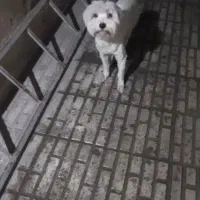 سگ خونگی گم شده|سگ|قدس, شهرقدس|دیوار