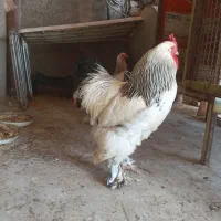 خروس برهما