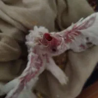 جوجه عروس هلندی