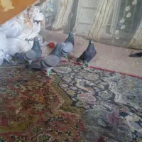 کبوترمسافتی