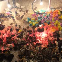 جوجه یک روزه عمده (ورنامخواست)