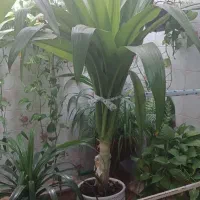فروش گل ذرتی شاداب و سرحال