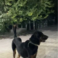 سگ نگهبان|سگ|تهران, آذری|دیوار