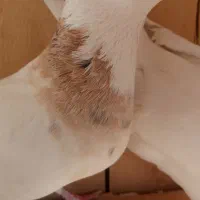 طوقی|پرنده|قم, انصار‌الحسین|دیوار