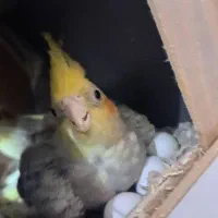 طوطی عروس مولد|پرنده|سبزوار, فیاض|دیوار