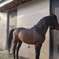 اسب عرب ایرانی درجه یک
