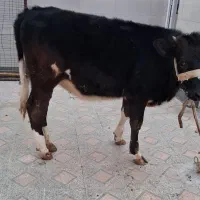 جیگر گوساله نامبروان