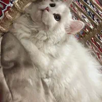 گربه پرشین اسکاتیش ۶ ماهه